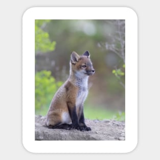 Red fox kit Sticker